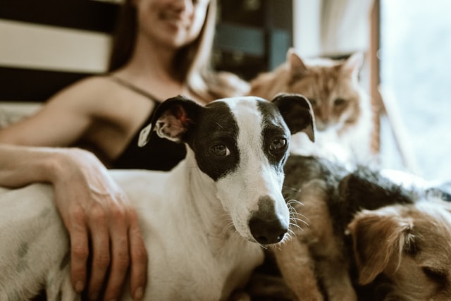 Renting to tenants with pets